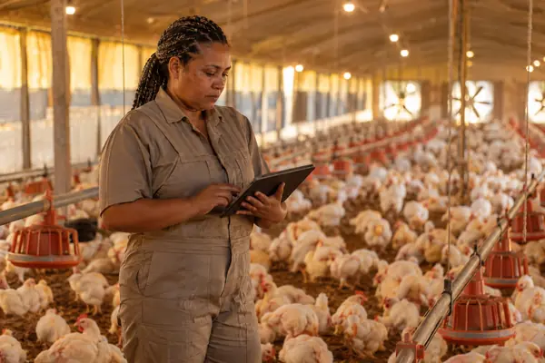Profissional com tablet acompanhando um galpão de aves
