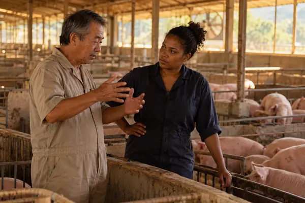 Técnica conversando com produtor em granja de suínos